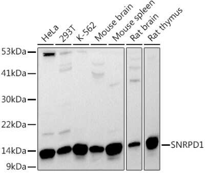 Western Blot SNRPD1 Antibody - Azide and BSA Free